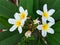 frangipani flowers that are blooming at the funeral cemetery