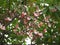 Frangipani flowers blooming. Pink Frangipani, Plumeria, Temple Tree, Graveyard Tree