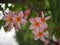 Frangipani flowers blooming. Pink Frangipani, Plumeria, Temple Tree, Graveyard Tree