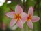 Frangipani flowers blooming. Pink Frangipani, Plumeria, Temple Tree, Graveyard Tree