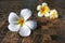 Frangipani flowers on Fijian mate