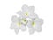 Frangipani flowers isolated on white