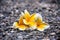 Frangipani flowers on pebbles