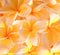 Frangipani flowers (plumeria) background