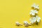 frangipani flowers and sea shells on yellow background with copy space