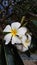 Frangipani flowers or white Jepun flowers in Balinese.