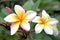 Frangipani flowers are yellowish white on tree.