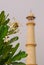 Frangipani in Front of Minaret of Taj Mahal