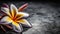 frangipani on grey background, generated ai image