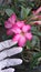 frangipani japan flower steril background