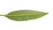 Frangipani leaf isolated