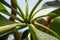 Frangipani leaf, Plumeria leaf, Graveyard.