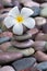 Frangipani on pebbles and rocks for spa purpose