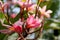 Frangipani Pink Flower or Bunga Kamboja Pink