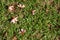 Frangipani Pink Flower on The Grass