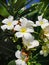 Frangipani Plant Flower Sunlight