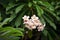 Frangipani or plmeria, a flowering plant with fragrant aroma