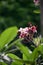 Frangipani or plmeria, a flowering plant with fragrant aroma