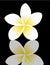 Frangipani (plumeria),