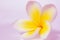 frangipani Plumeria