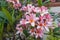 Frangipani Plumeria blossoms on the tree