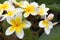 Frangipani (plumeria) flower