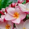 Frangipani or plumeria flowers that are blooming, grow a lot in the tropics, in some areas they are used as traditional attributes