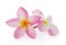 Frangipani plumeria flowers on white background