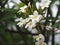 Frangipani, Plumeria, Graveyard Temple tree Apocynaceae, flower blooming in garden nature background petals are white, the middle