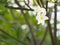 Frangipani, Plumeria, Graveyard Temple tree Apocynaceae, flower blooming in garden nature background petals are white, the middle