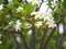 Frangipani, Plumeria, Graveyard Temple tree Apocynaceae, flower blooming in garden nature background petals are white, the middle