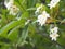 Frangipani, Plumeria, Graveyard Temple tree Apocynaceae, flower blooming in garden nature background petals are white, the middle