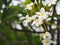 Frangipani, Plumeria, Graveyard Temple tree Apocynaceae, flower blooming in garden nature background petals are white, the middle