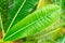 Frangipani or plumeria green leaves with rain-drops