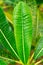 Frangipani or plumeria green leaves with rain-drops