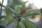 Frangipani Plumeria rubra with raindrops. Flowers used in Hawaiian costumes