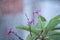 Frangipani Plumeria rubra with raindrops. Flowers used in Hawaiian costumes