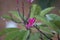 Frangipani Plumeria rubra with raindrops. Flowers used in Hawaiian costumes