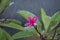 Frangipani Plumeria rubra with raindrops. Flowers used in Hawaiian costumes