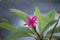 Frangipani Plumeria rubra with raindrops. Flowers used in Hawaiian costumes