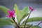 Frangipani Plumeria rubra with raindrops. Flowers used in Hawaiian costumes