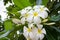 Frangipani plumeria and sweet flower with green leaves background