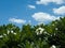 Frangipani, Plumeria, Templetree tree and blue sky