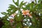 Frangipani Plumeria Tiare flower Natural background