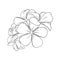 Frangipani or plumeria tropical blossom. Engraved hawaiian frangipani isolated in white background. Vector illustration