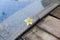 Frangipani, Plumeria white flower at swimming pool