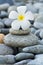 Frangipani with with stack of rocks