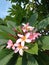frangipani tree or plumeria