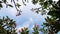 Frangipani Tree in Summer or Spring. B-Roll of Tropical Nature. Blue Sky in Sunny Day as background. Dolly Zoom