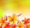 Frangipani Tropical Spa Flower. Plumeria Border Design